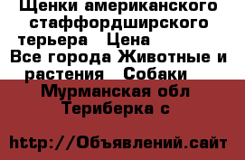 Щенки американского стаффордширского терьера › Цена ­ 20 000 - Все города Животные и растения » Собаки   . Мурманская обл.,Териберка с.